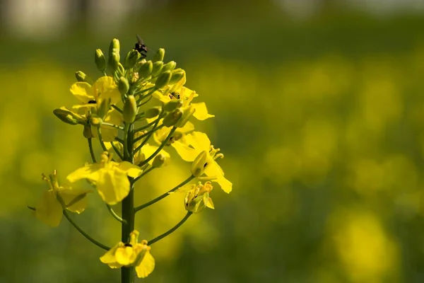 油菜籽 Brassica Napus 是一种油籽作物 主要用于生产石油 — 图库照片