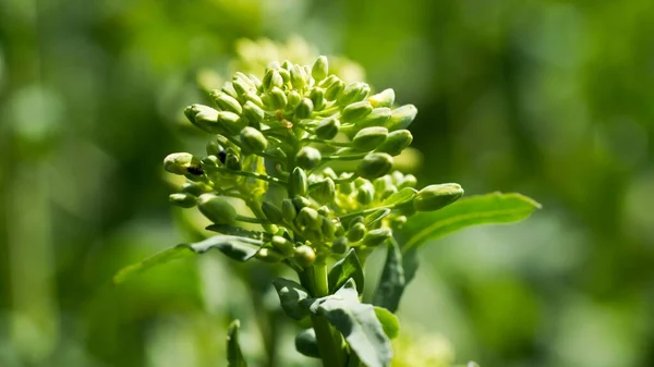 Kolza tohumu (Brassica napus), yağ tohumları için yetiştirilen bir ekintir..