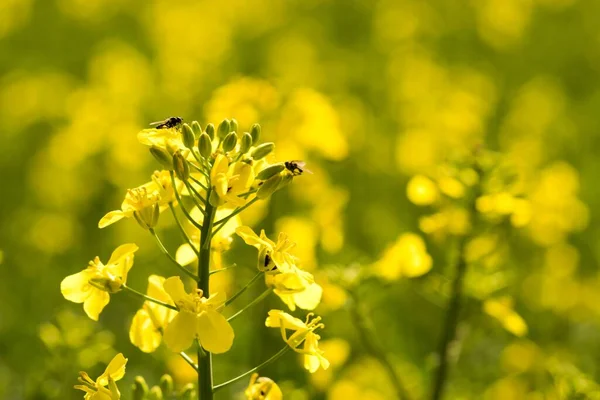 Rapeseed Brassica Napus Crop Grown Oilseeds Used Mainly Produce Oil — Stock Photo, Image