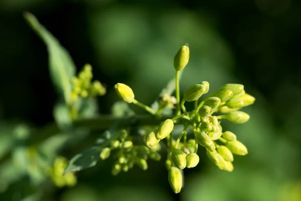 Κραμβόσπορος Brassica Napus Είναι Καλλιέργεια Ελαιούχων Σπόρων Που Χρησιμοποιείται Κυρίως — Φωτογραφία Αρχείου