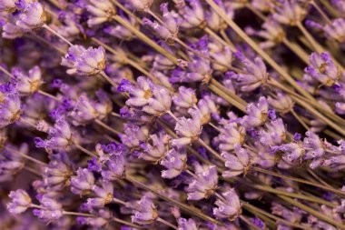 Masaüstü için lavanta çiçeği, lavanta arkaplan.