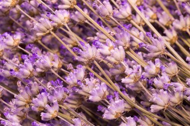 Masaüstü için lavanta çiçeği, lavanta arkaplan.