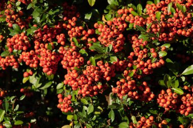 Rowan veya kuş otu (Latince Sorbus aucuparia), Avrupa ve Asya 'nın ılıman iklim bölgesinde yaygın olarak dağıtılan daha küçük bir ağaçtır..