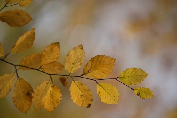 Jesienne Kolorowe Liście Jesiennym Tle — Zdjęcie stockowe