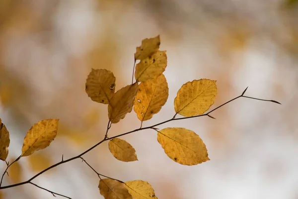 Autumn Colorful Leaves Autumn Background — Stock Photo, Image