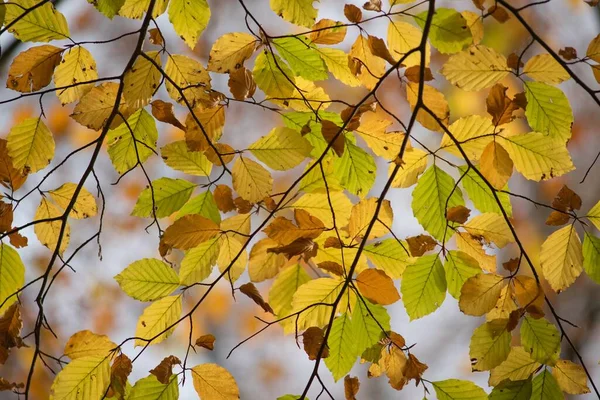 가을의 — 스톡 사진