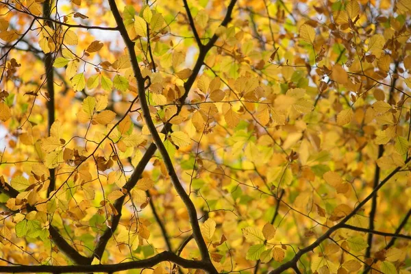 Осенние Красочные Листья Осеннем Фоне — стоковое фото