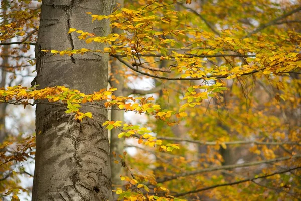 Herbst Bunte Blätter Auf Herbstlichem Hintergrund — Stockfoto