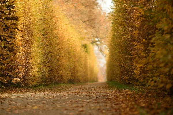 stock image Autumn colorful leaves on autumn background