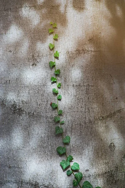 Зелене Листя Плюща Бетонному Фоні — стокове фото