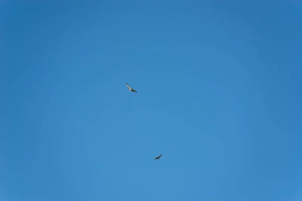 Bird Préda Repül Kék Háttér — Stock Fotó