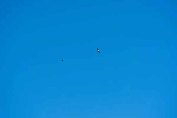 Bird Préda Repül Kék Háttér — Stock Fotó