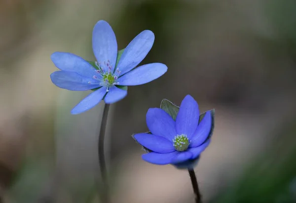 stock image Hepatica Nobilis - Liverwort: the messenger of spring, a blue flower that can help the liver and gall bladder.