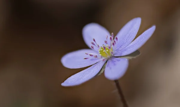 Hepatica Nobilis Liverwort Αγγελιοφόρος Της Άνοιξης Ένα Μπλε Λουλούδι Που — Φωτογραφία Αρχείου