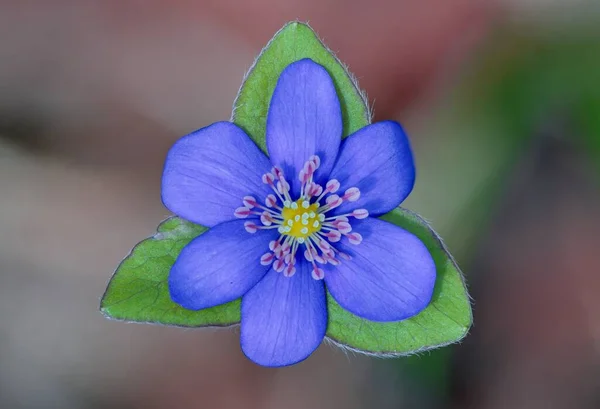 Hepatica Nobilis Liverwort Messenger Spring Blue Flower Can Help Liver — Stock Photo, Image