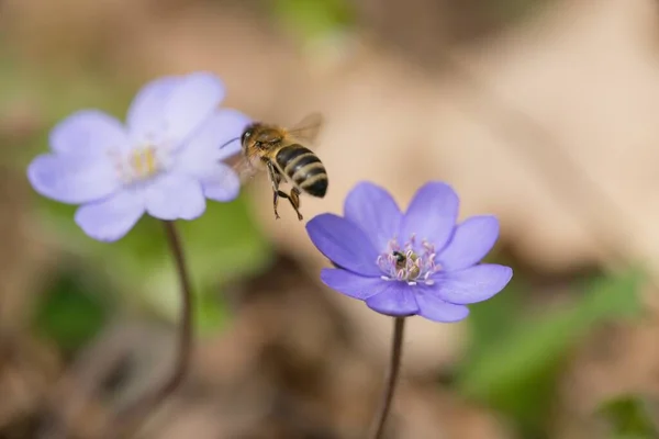 Пчела Кладет Мёд Весенних Цветов Закрывается — стоковое фото