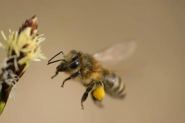 Včela Kladoucí Med Jarních Květin Zavřít — Stock fotografie