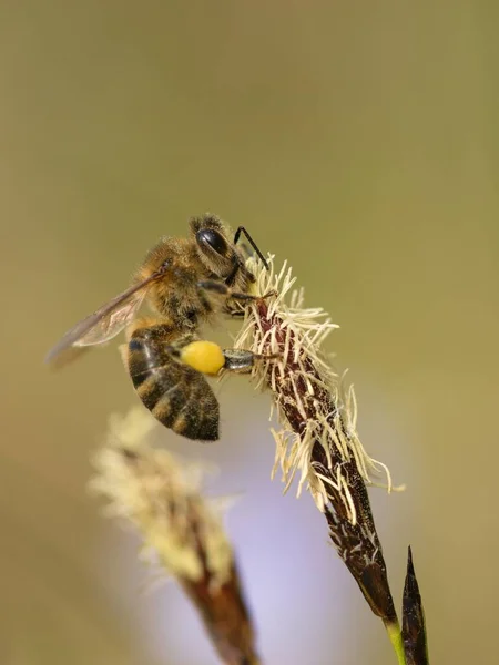 Bienen Legen Honig Aus Frühlingsblumen Aus Nächster Nähe — Stockfoto