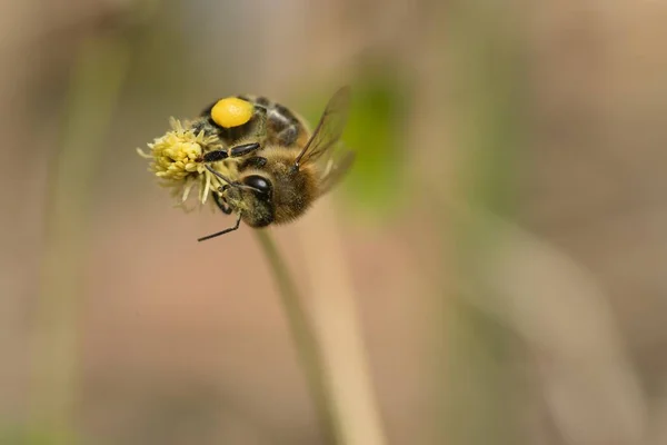 Пчела Кладет Мёд Весенних Цветов Закрывается — стоковое фото