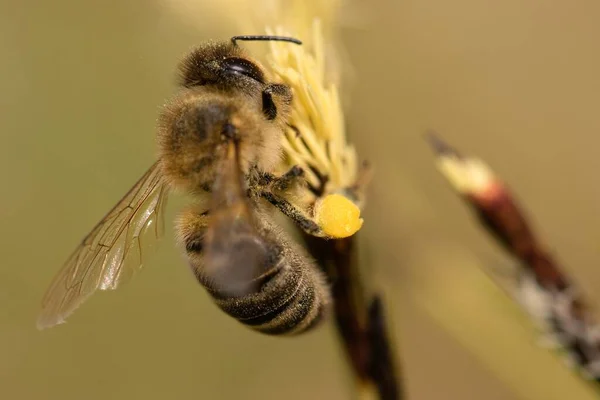 Pszczoła Układanie Miodu Wiosennych Kwiatów Zbliżenie — Zdjęcie stockowe