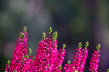 Calluna vulgaris, renkli fundalık, yakın plan arkaplan resmi