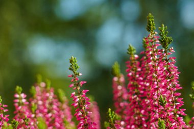 Calluna vulgaris, renkli fundalık, yakın plan arkaplan resmi