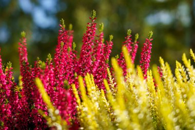 Calluna vulgaris, renkli fundalık, yakın plan arkaplan resmi