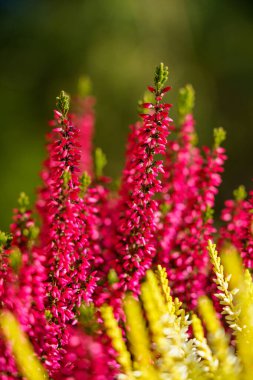 Calluna vulgaris, renkli fundalık, yakın plan arkaplan resmi