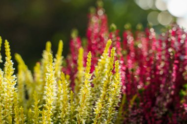 Calluna vulgaris, renkli fundalık, yakın plan arkaplan resmi