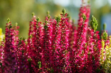 Calluna vulgaris, renkli fundalık, yakın plan arkaplan resmi