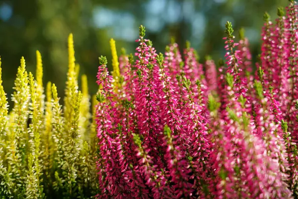 Calluna vulgaris, renkli fundalık, yakın plan arkaplan resmi