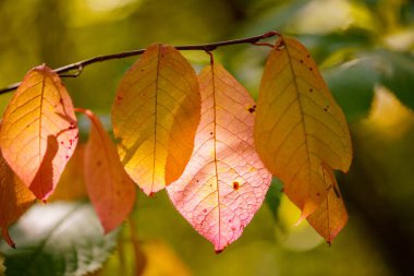 Arkaplanda renkli sonbahar yaprakları ayrıntıları