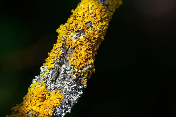 Yellow moss and fungus parasite on a tree branch.