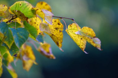 Arka plan için meşe dalında sonbahar renkli yapraklar.