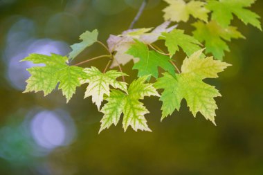 Akçaağaç dalında sonbahar renkli yapraklar.