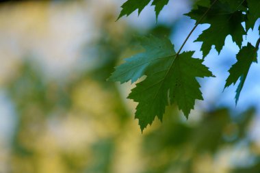 Akçaağaç dalında sonbahar renkli yapraklar.