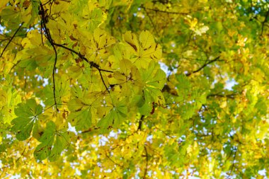 Kestane ağacında sonbahar renkli yapraklar.