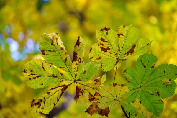 Autumn colored leaves on a chestnut tree.