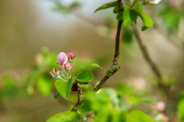 Meyve dalında açan bahar çiçekleri