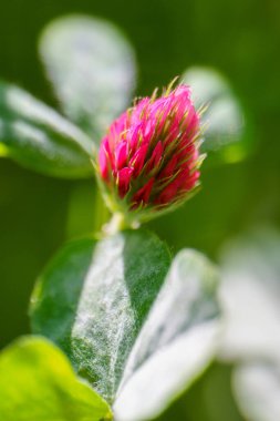 Arka plandaki tarlada kırmızı yonca çiçekleri