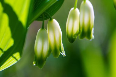 Tıbbi olarak sağlıklı olan çiçek Polygonatum multiflorum