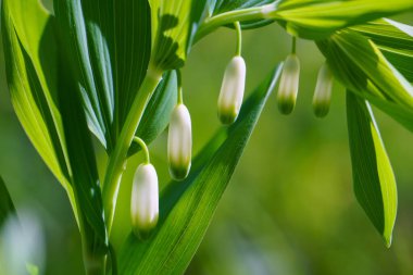 Tıbbi olarak sağlıklı olan çiçek Polygonatum multiflorum