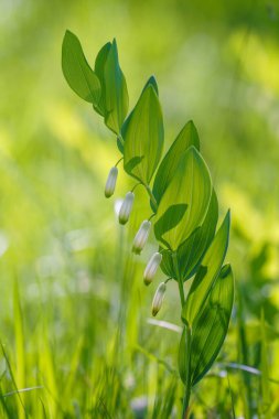 Tıbbi olarak sağlıklı olan çiçek Polygonatum multiflorum