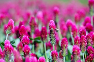 Arka plandaki tarlada kırmızı yonca çiçekleri