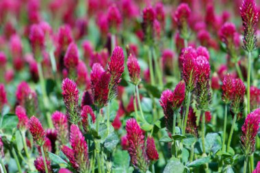 Arka plandaki tarlada kırmızı yonca çiçekleri