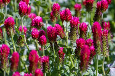 Arka plandaki tarlada kırmızı yonca çiçekleri