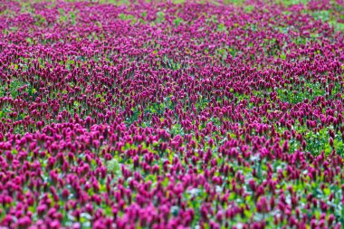 Arka plandaki tarlada kırmızı yonca çiçekleri