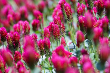 Arka plandaki tarlada kırmızı yonca çiçekleri