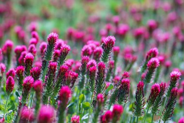 Arka plandaki tarlada kırmızı yonca çiçekleri