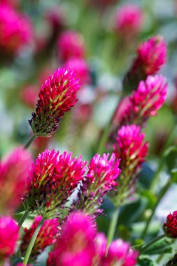 Arka plandaki tarlada kırmızı yonca çiçekleri